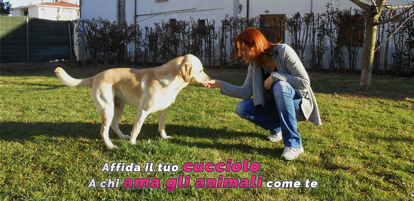 Dog Sitter Biella slide 1